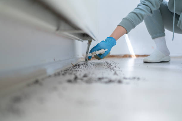Best Local Pest Control Services  in Auburn, MI